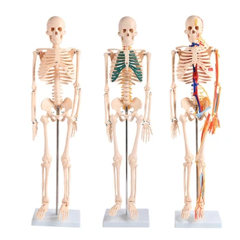Chinon 85cm elusuuruses Inimese Anatoomilise Luustiku Kolju Keha Anatoomia Mudel arstiteaduse Õpetamise Vahendid, Varud BIX-A1003